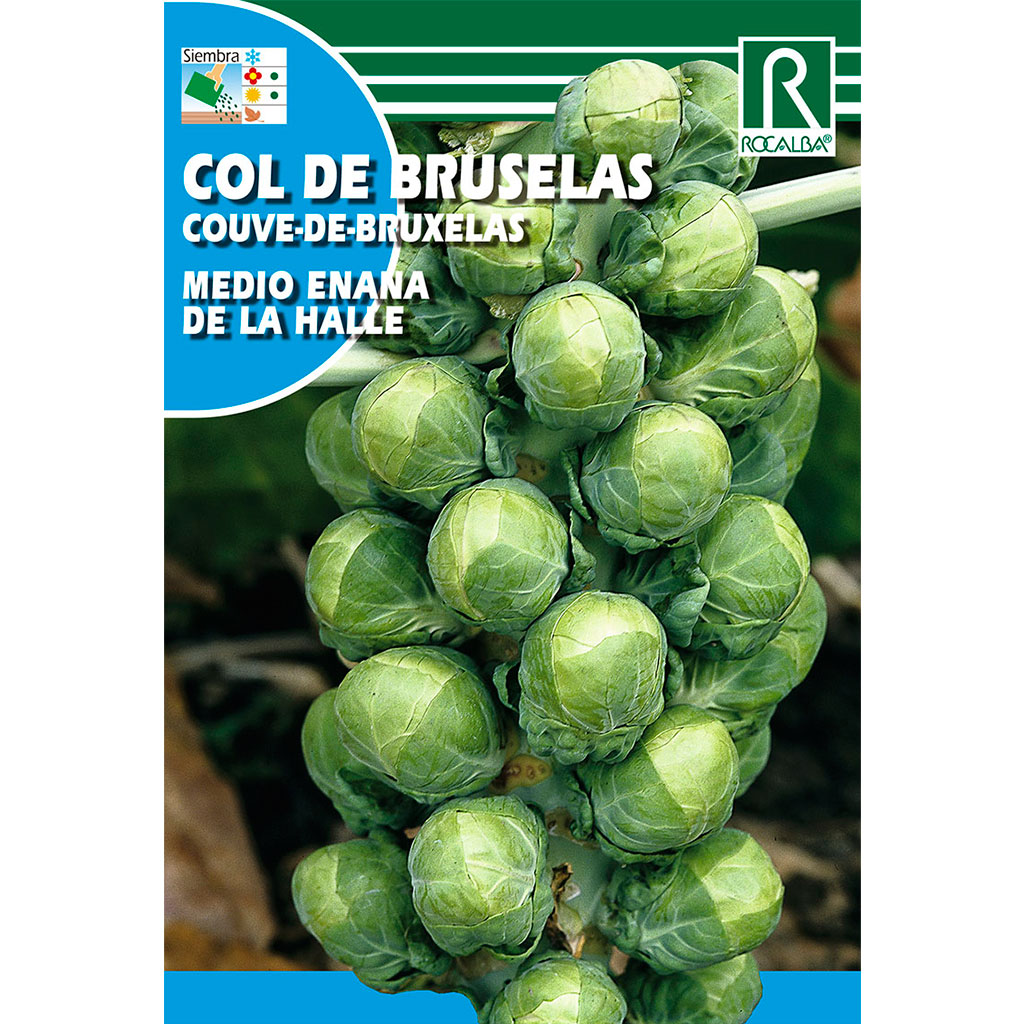 0400-col-de-bruselas-medio-enana-de-la-halle