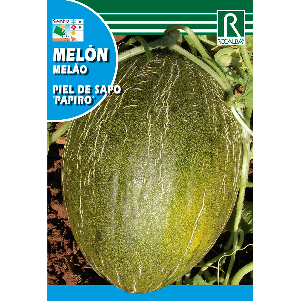 0937-melon-piñonet-piel-de-sapo-papiro