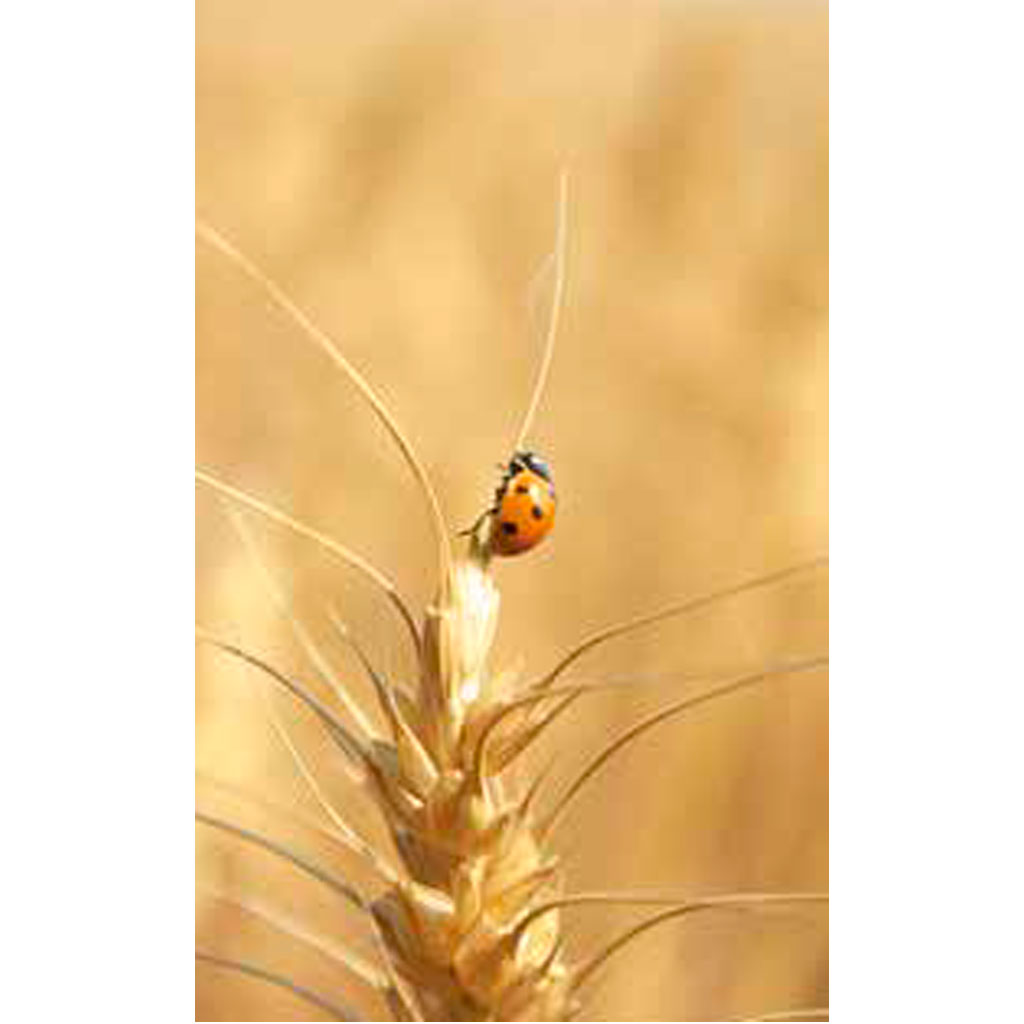 adagio-trigo-medio-invierno