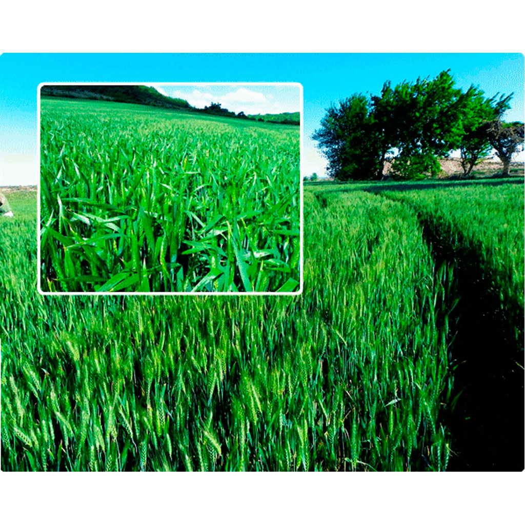 belsito-trigo-blanco-de-invierno