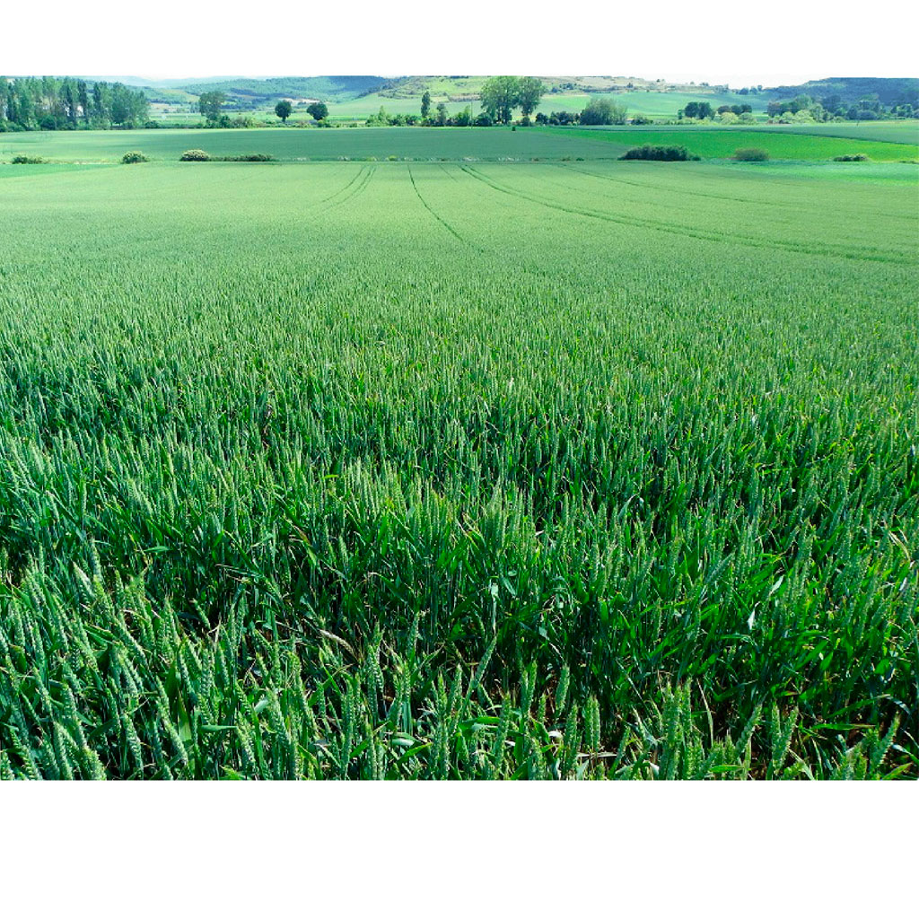 camargo-trigo-invierno