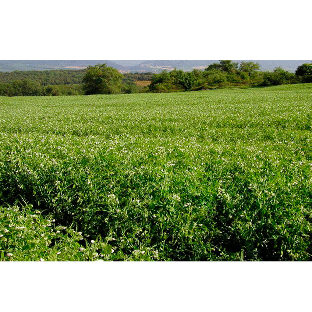 livia-guisante-de-primavera