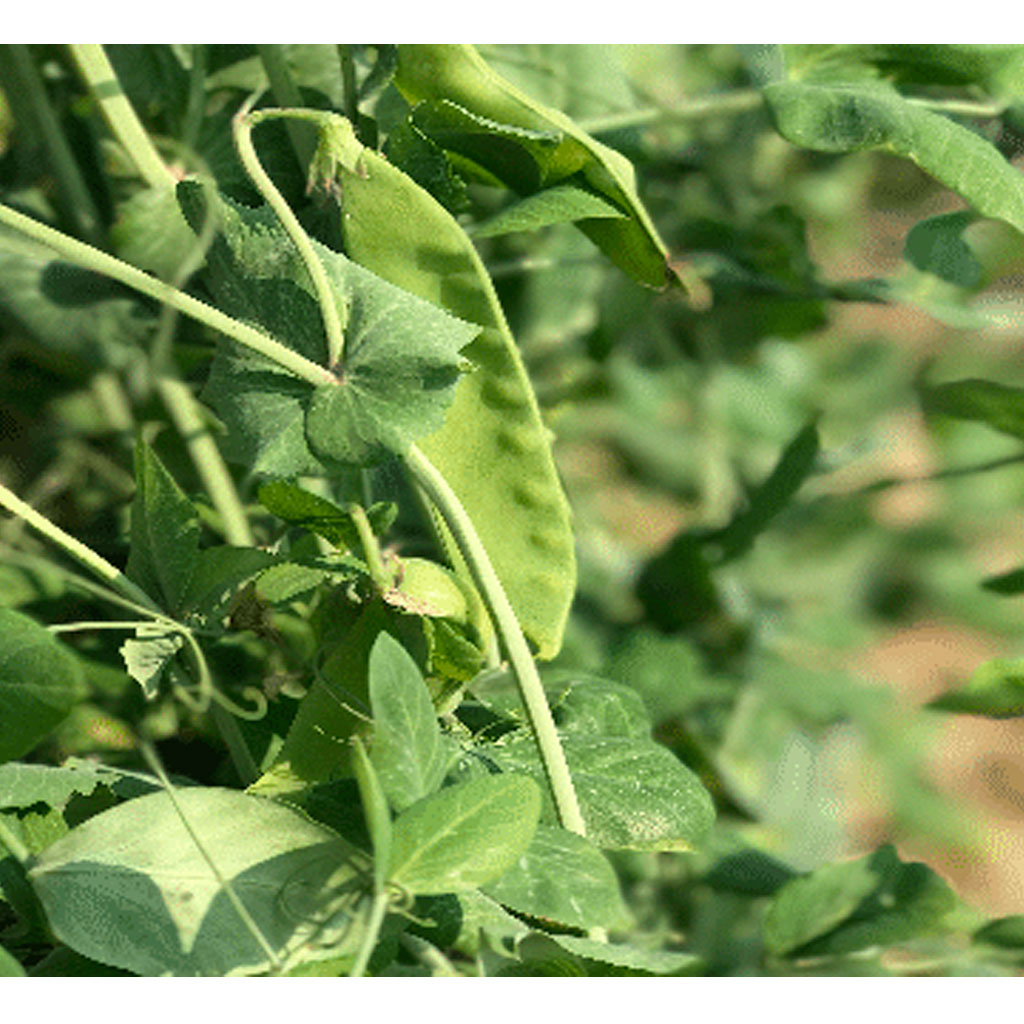 mowgli-guisante-de-primavera