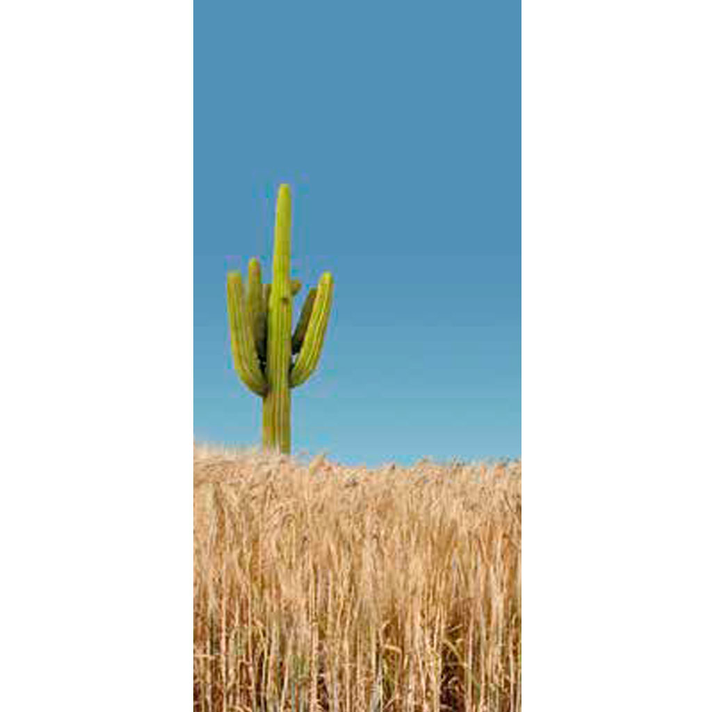 orchesta-cebada-de-invierno-ciclo-medio-corto