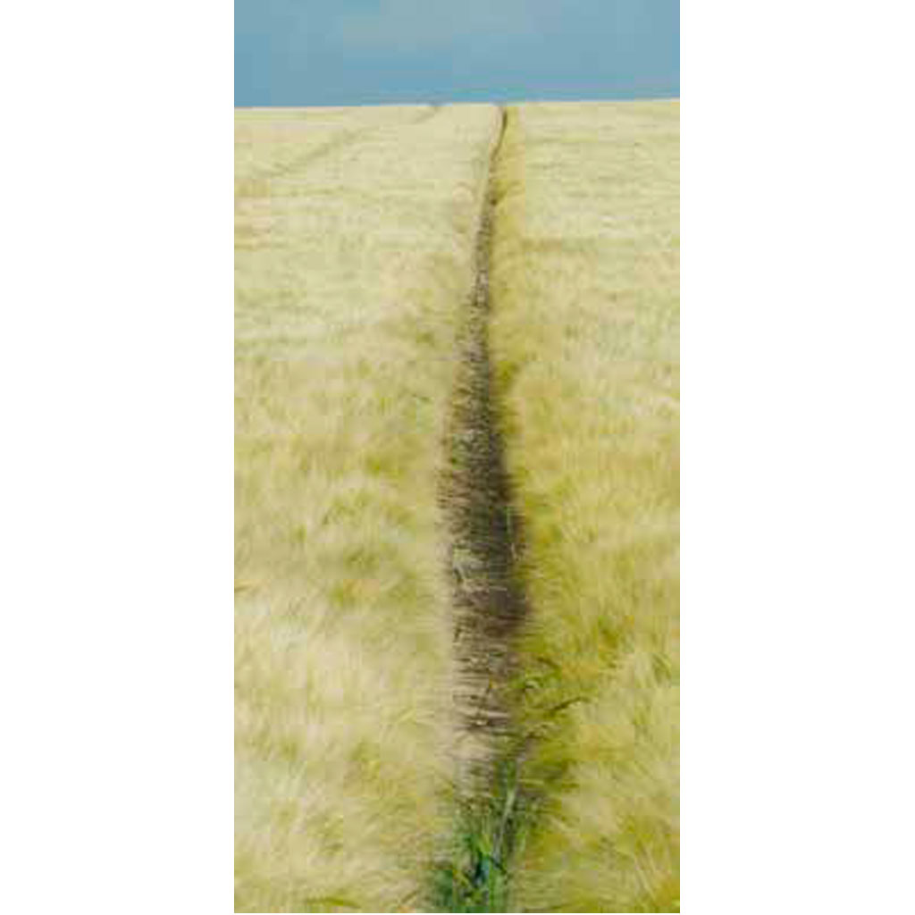 origami-cebada-de-invierno-ciclo-medio-corto