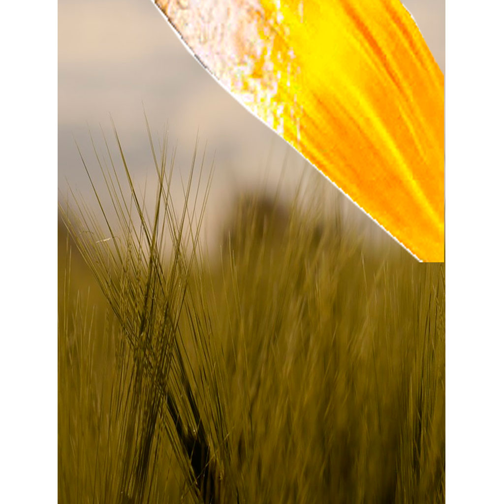 style-cebada-maltera-ciclo-precoz