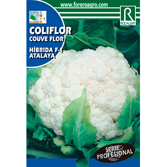 SHBP0585-00-COLIFLOR-HIBRIDA-F1-ATALAYA