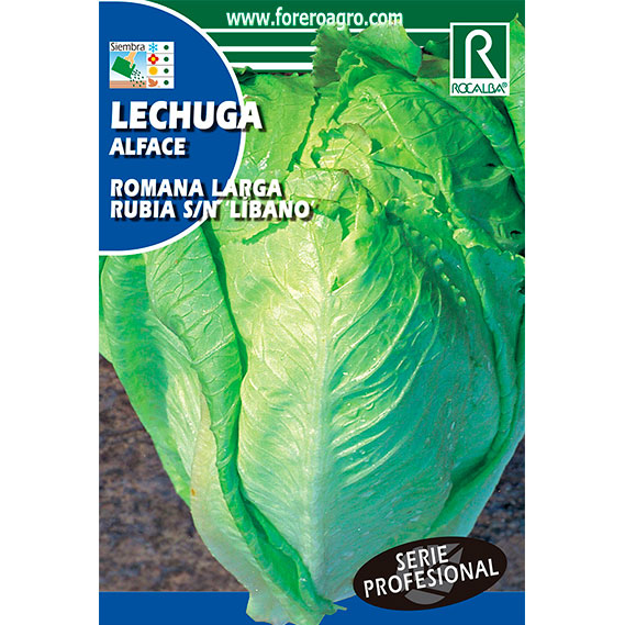 SHBP0803-00-LECHUGA-ROMANA-LARGA-RUBIA-SN-LIBANO