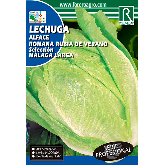 SHBP0809-00-LECHUGA-ROMANA-RUBIA-DE-VERANO-SELECCION-MALAGA-LARGA