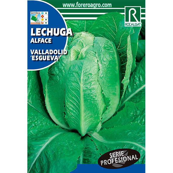 SHBP0811-00-LECHUGA-VALLADOLID-ESGUEVA