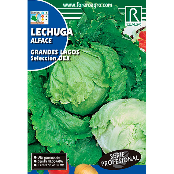 SHBP0817-00-LECHUGA-GRANDES-LAGOS-SELECCION-DEX