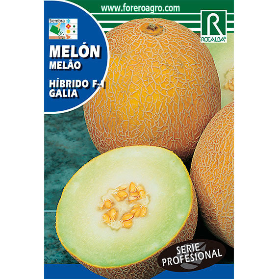 SHBP0990-00-MELON-HIBRIDO-F1-GALIA