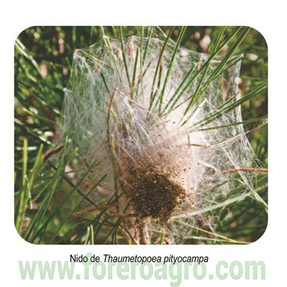 nido-procesionaria-del-pino